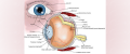 آناتومی چشم و ساختمان اصلی آن